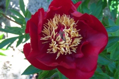 Pivoine commune