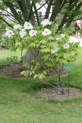 Pivoine