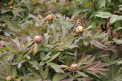 Paeonia lutea 'High Moon'