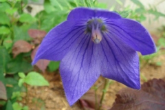 Platycodon grandiflorus