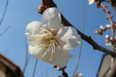 Prunus mume