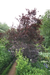 Prunus cerasifera 'Pissardii'