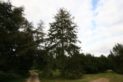 Sapin de norvège, Epicéa commun