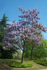 Paulownia, Paulownia impérial