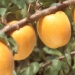 Abricotier 'colomer', Abricotier