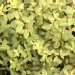 Pittospore, Pittosporum à petites feuilles