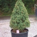 Picea glauca 'Conica'