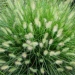 Pennisetum alopecuroïdes 'Hameln'