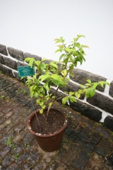 Prunus lusitanica