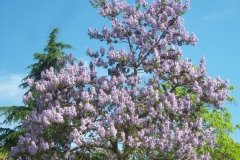 Paulownia, Paulownia impérial