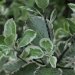 Pittospore à petites feuilles, Pittosporum, Pittosporum 'elizabeth'