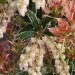 Pieris, Pieris 'little heath variegata', Andromède du japon