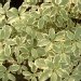 Pittospore 'argyrophyllum', Pittospore, Pittospore à petites feuilles 'argyrophyllum, Pittosporum
