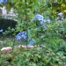 Dentelaire du cap, Dentelaire, Plumbago