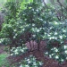 Pittosporum tobira