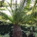 Phoenix canariensis