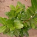 Laurier amande, Laurier cerise, Laurier palme, Laurier palme 'rotundifolia'