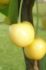Cerisier 'bigarreau blanc'
