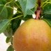 Poirier, Poirier 'garden gem'