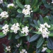 Pittosporum tobira