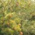 Punica granatum