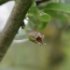 Pyrus communis 'Docteur Jules Guyot'