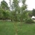 Pyrus communis 'Docteur Jules Guyot'