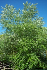 Photo de Populus alba