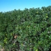 Pittosporum tobira