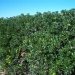Pittospore, Pittosporum, Pittospore du japon