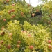 Grenadier à fleurs, Grenadier à fruits, Grenadier