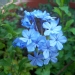 Plumbago auriculata