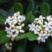 Pittosporum tobira