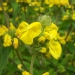 Phlomis fruticosa