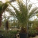 Phoenix canariensis