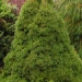 Picea glauca 'Conica'