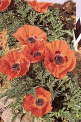Pavot des champs, Mahon, Coq, Gravesolle, Coquelicot, Ponceau, Chaudière du diable