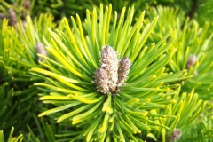 Photo de Pinus mugo 'Pumilio'