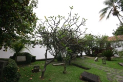 Plumeria rubra