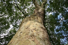 Platane à feuilles d'érable
