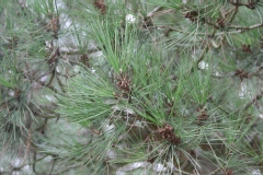 Pinus pinea