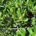 Pittosporum tobira