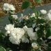 Faux jasmin, Seringat des jardins, Philadelphe en couronne, Jasmin en arbre, Seringat