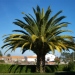 Phoenix canariensis