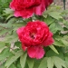 Pivoine arbustive, Pivoine en arbre