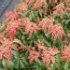 Pieris japonica 'Valley Valentine'