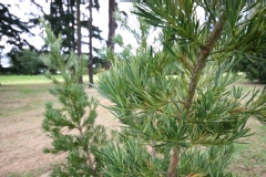 Podocarpus macrophyllus