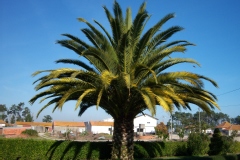 Dattier des canaries, Palmier des canaries