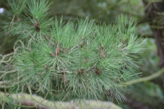 Pinus pinea