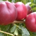 Nectarine, Nectarinier